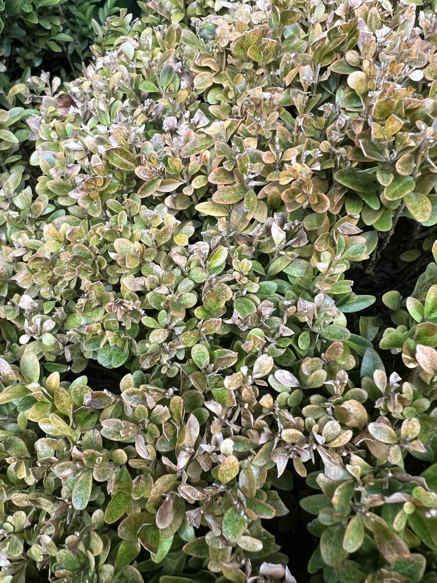 Buxus-ághalás