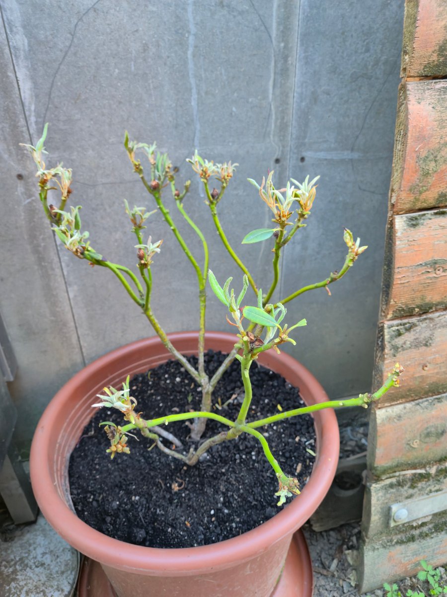 Rododendron átültetési sokk