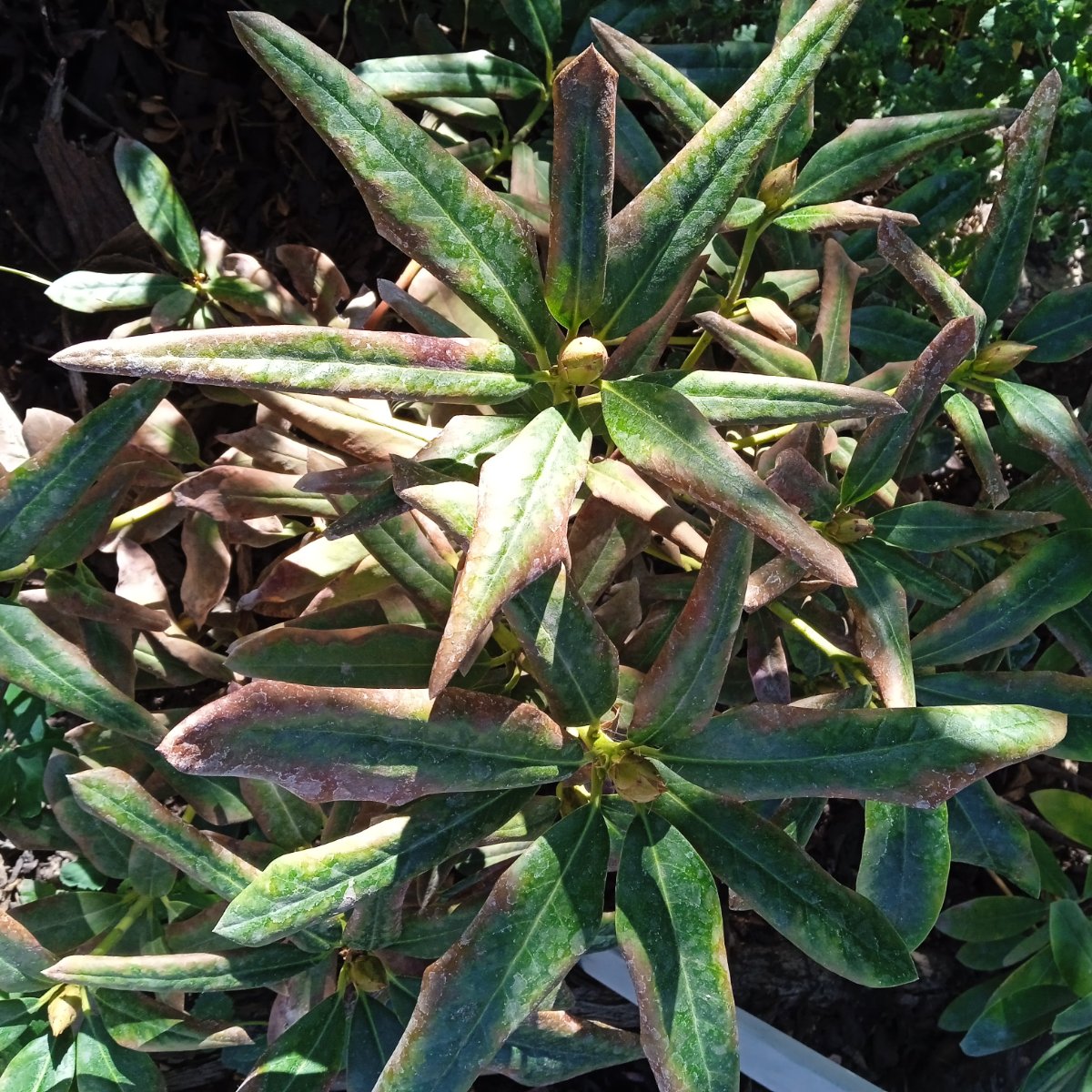 Rododendron levélperzselés