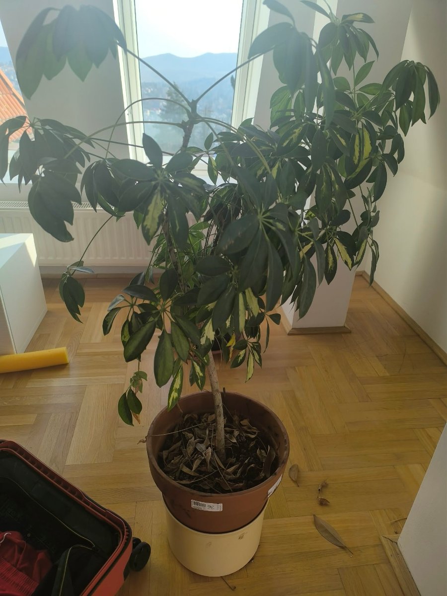 Schefflera levélhullás