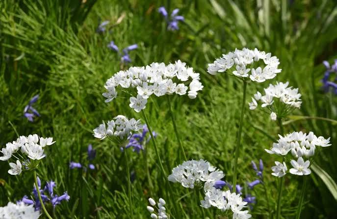 Nápolyi hagyma (Allium neapolitanum) a kertben