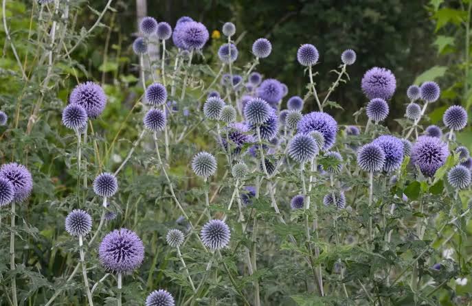 Szamárkenyér (Echinops ritro) a kertben