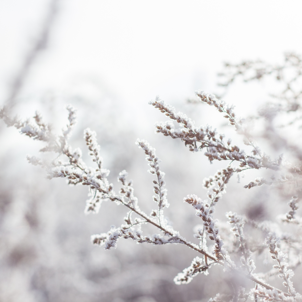 Hidegkeretek és fóliasátrak télen: A növények védelme a hideg ellen