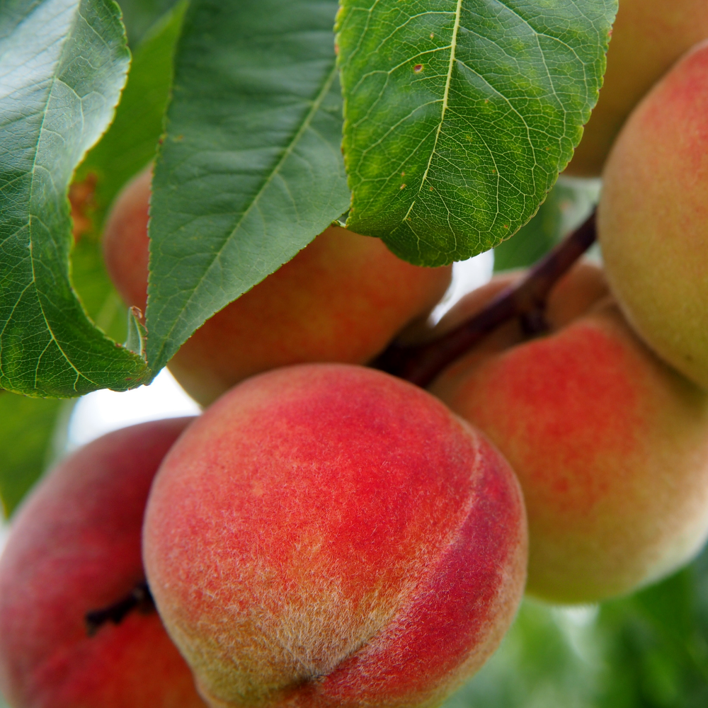 Hogyan készítsük fel a gyümölcsfákat, hogy sok-sok finom gyümölcsöt tudjunk szüretelni?