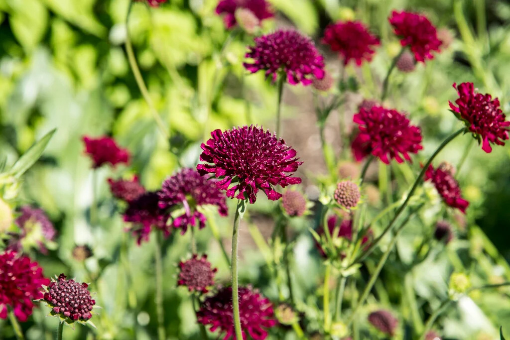 Vörös özvegyvirág (Knautia macedonica) a kertben