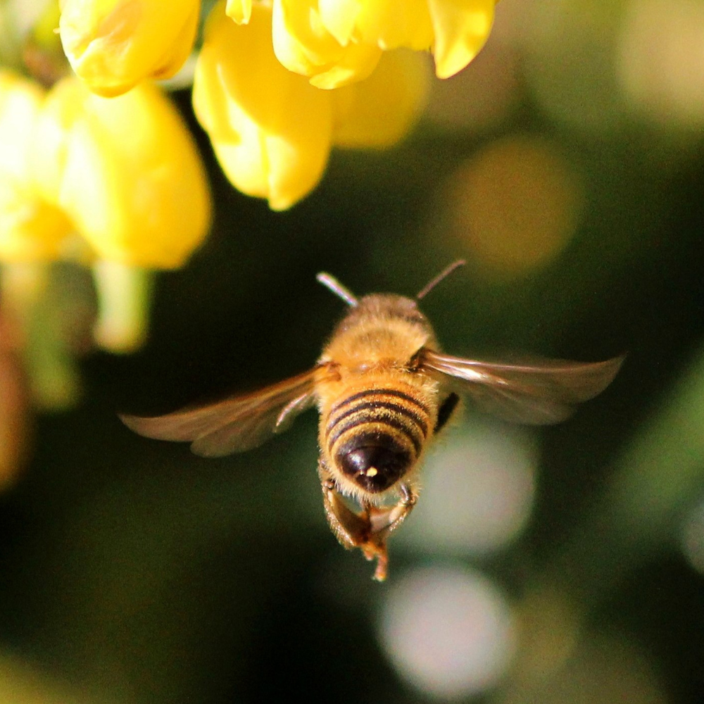 Szorgos méhek a kertben