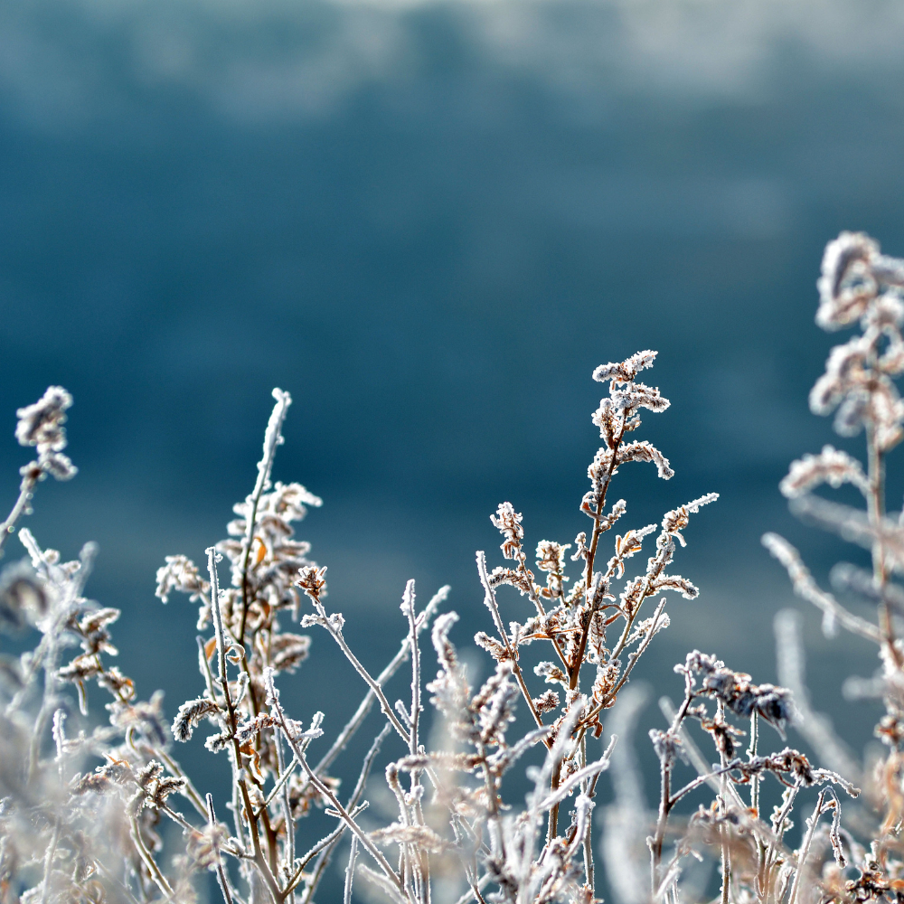 Védjük meg növényeinket a téli betegségektől és kártevőktől