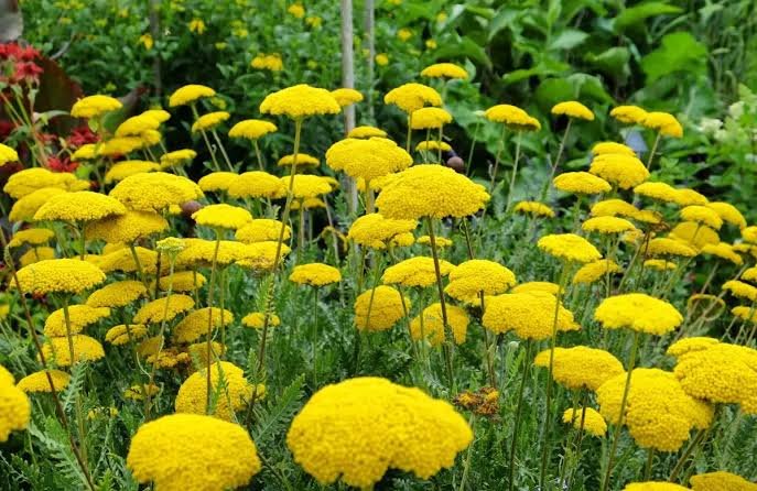 Sárga cickafark (Achillea filipendulina 'Coronation Gold') a kertben
