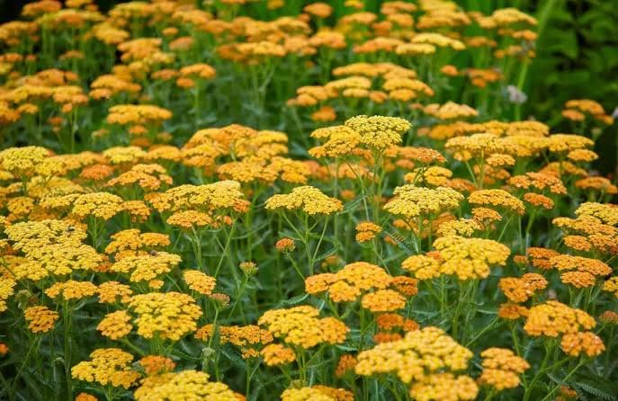 Közönséges cickafark (Achillea millefolium 'Terracotta') a kertben