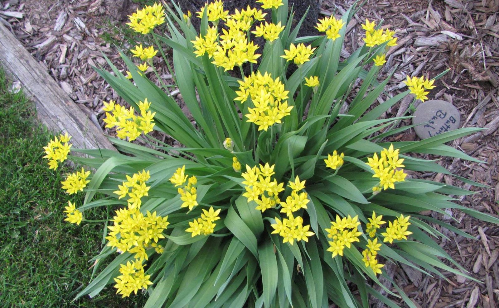 Aranyhagyma (Allium moly) a kertben