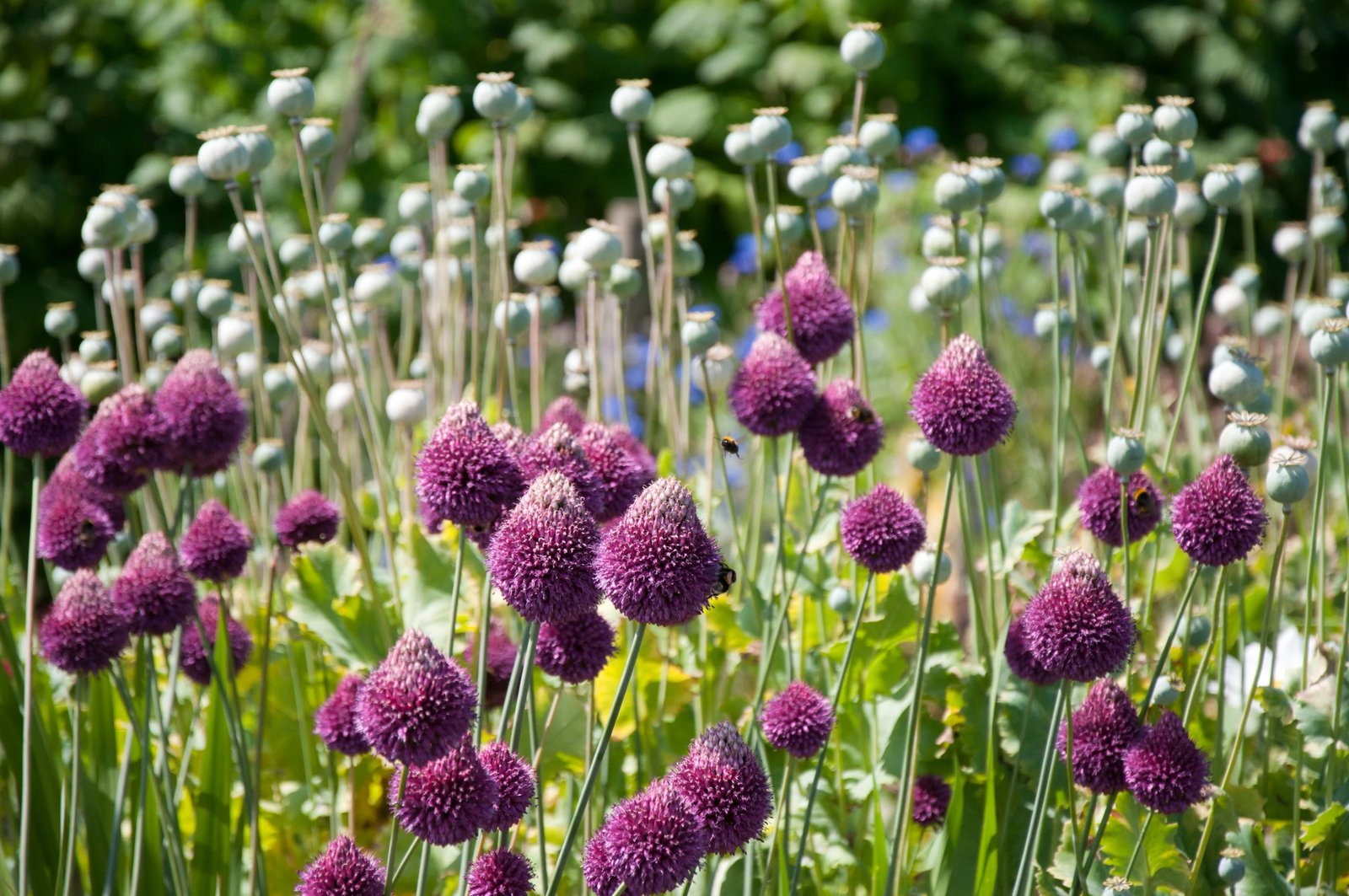 Bunkós díszhagyma (Allium sphaerocephalon) a kertben