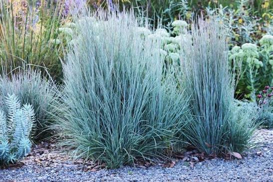 Fenyérfű (Andropogon 'Praerie Blues') a kertben