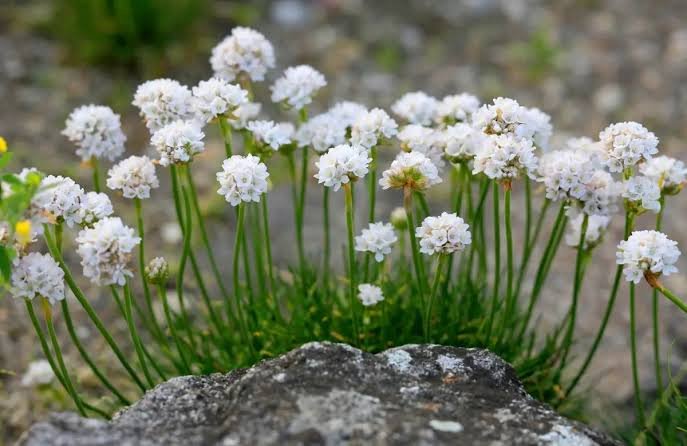 Pázsitszegfű (Armeria maritima) a kertben