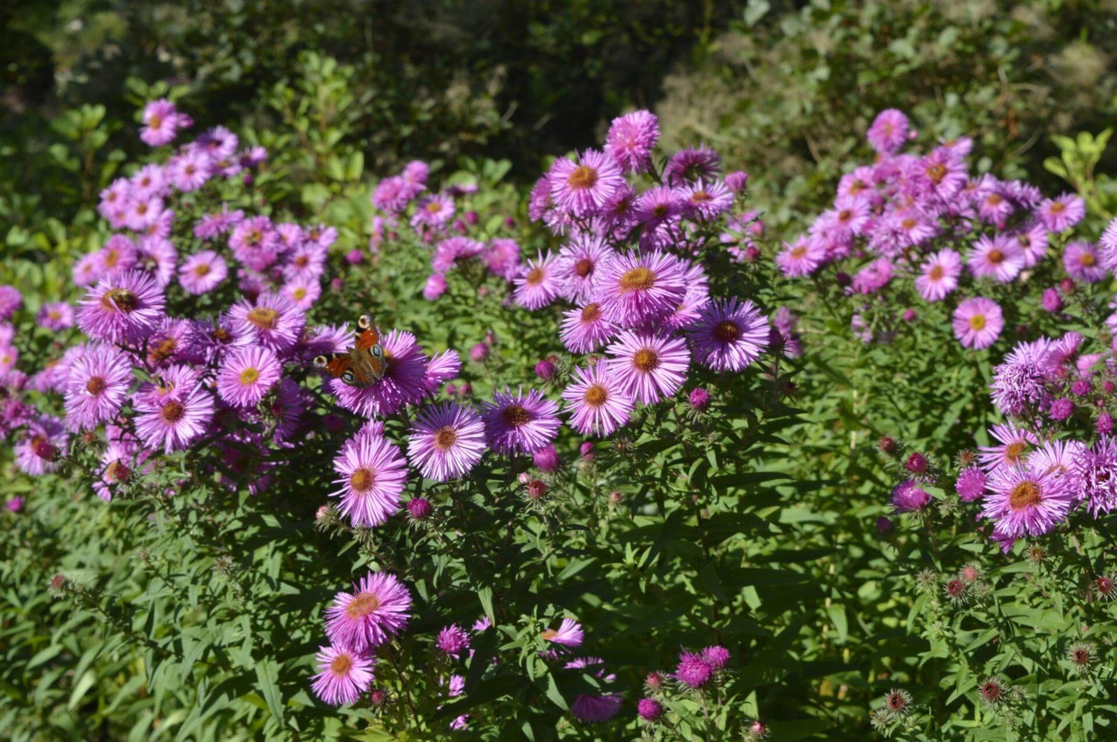 Rózsaszín őszirózsa (Aster 'Pink Star') a kertben