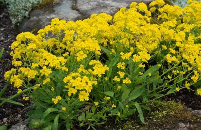 Sziklai ternye (Aurinia saxatilis) a kertben