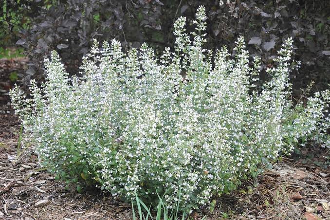 Mirigyes pereszlény (Calamintha nepeta subsp. nepeta) a kertben