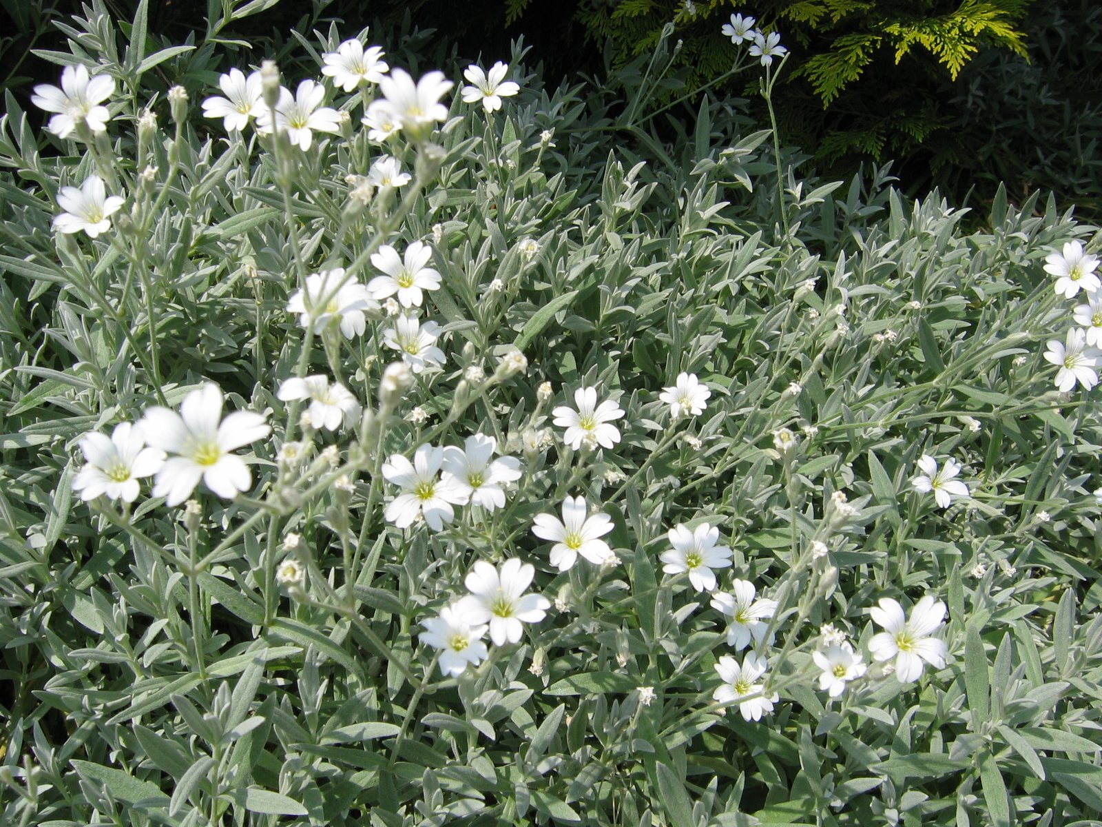 Ezüstös madárhúr (Cerastium tomentosum) a kertben