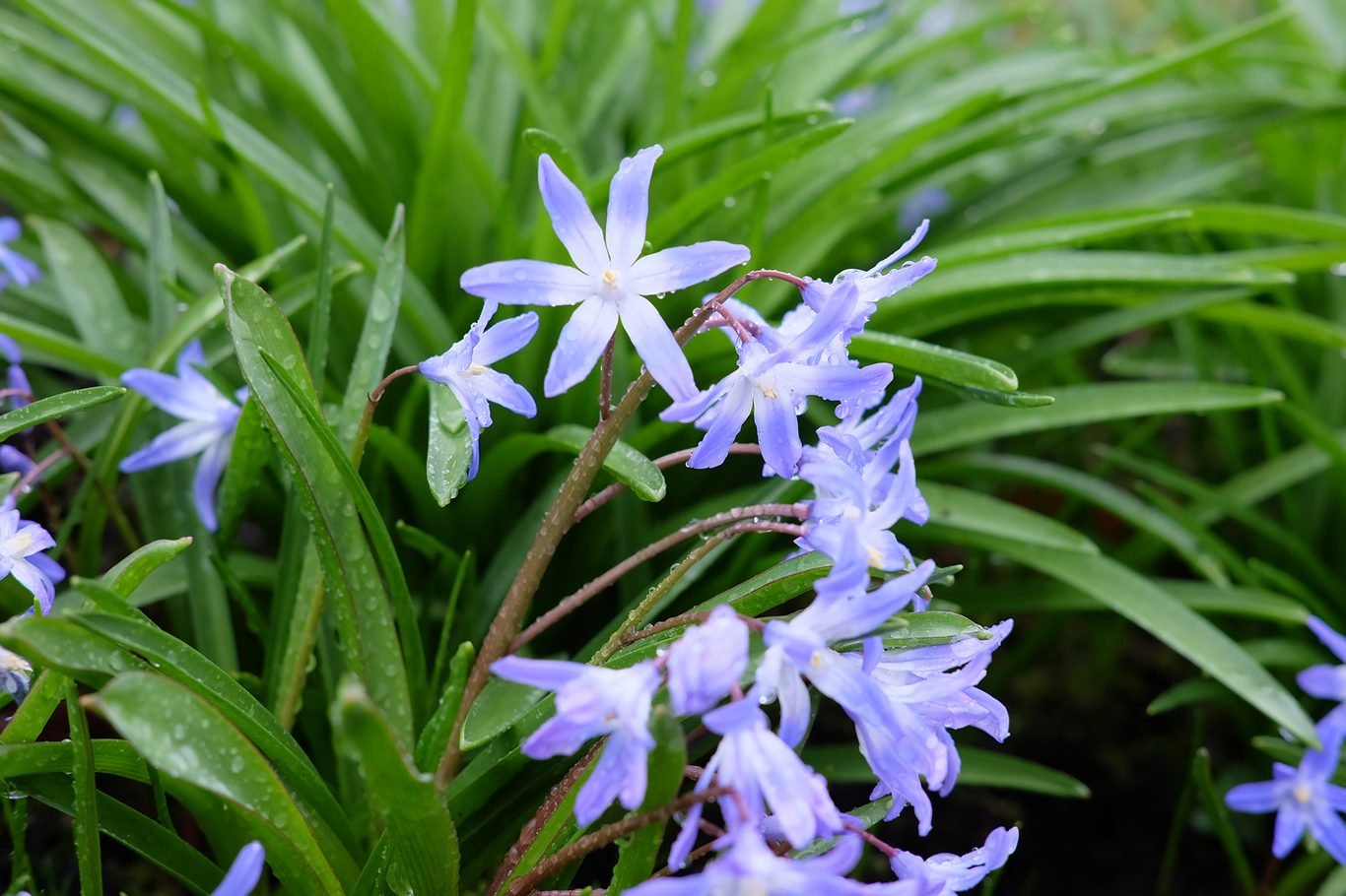 Kék tündérke (Chionodoxa luciliae) a kertben
