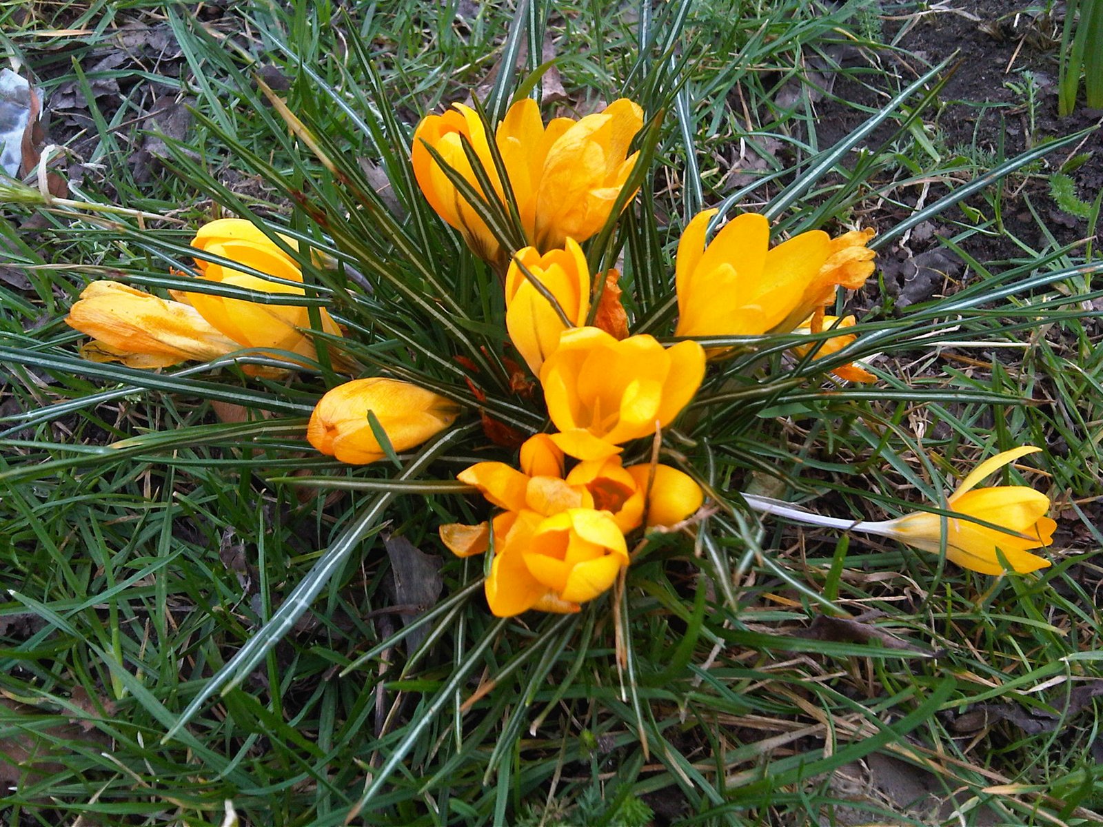 Aranysáfrány (Crocus chrysanthus) a kertben
