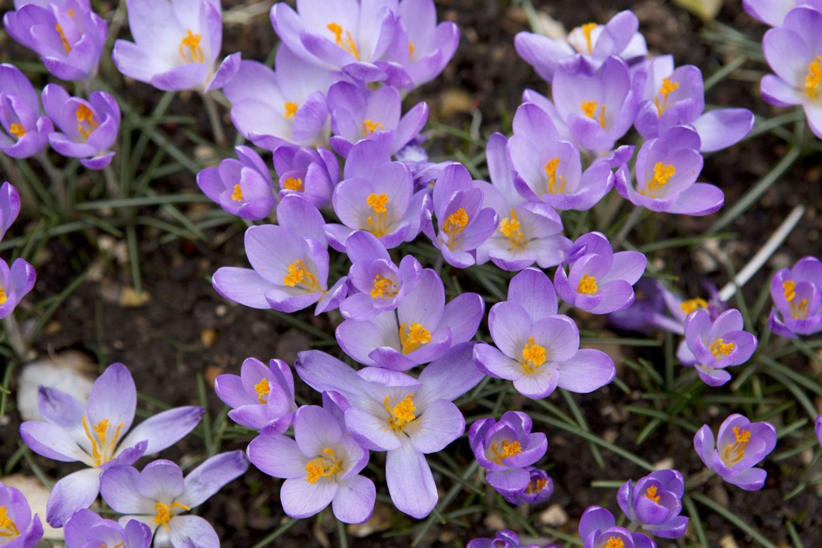 Korai sáfrány (Crocus tommasinianus) a kertben