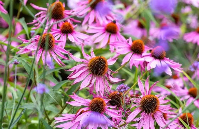 Bíbor kasvirág (Echinacea purpurea) a kertben