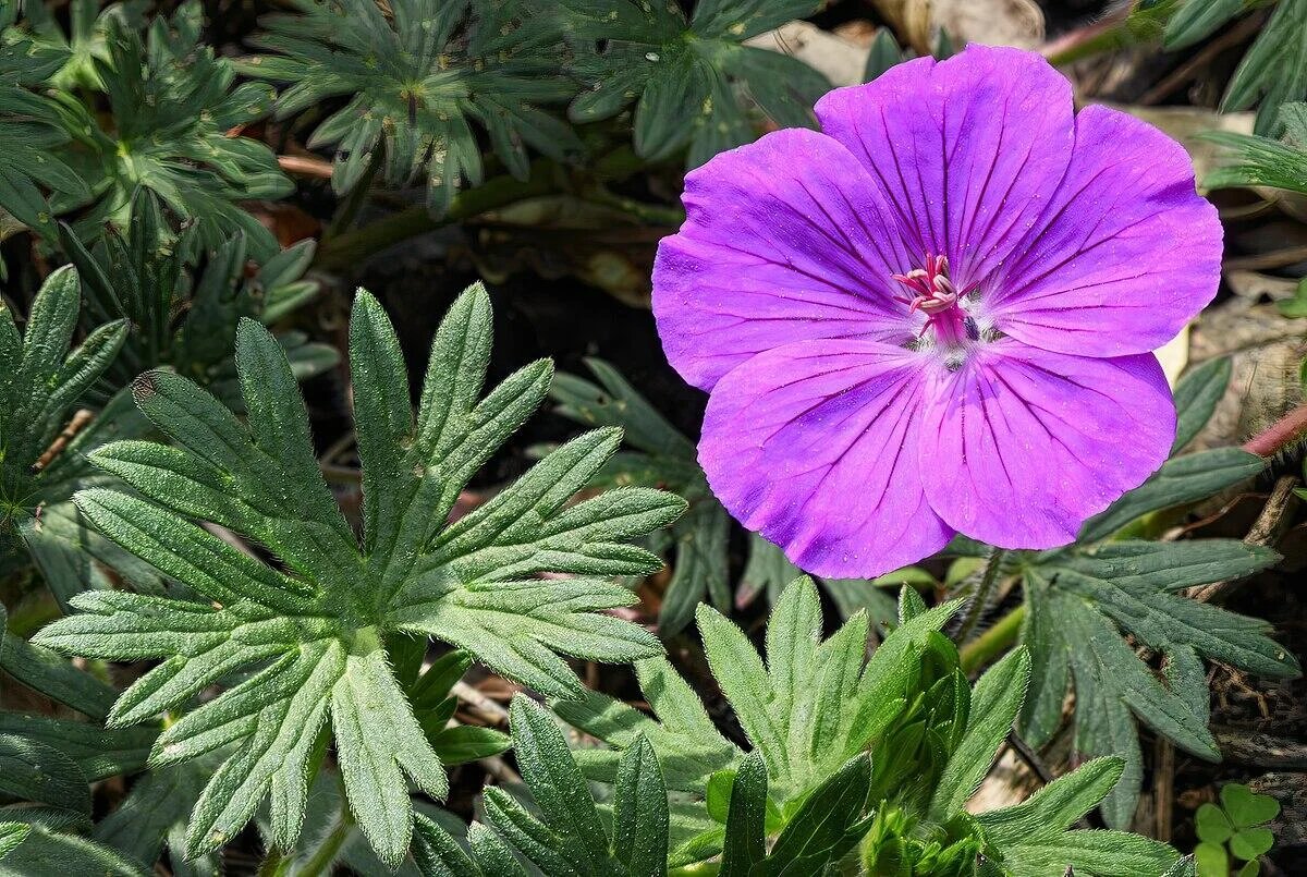 Piros gólyaorr (Geranium sanguineum) a kertben