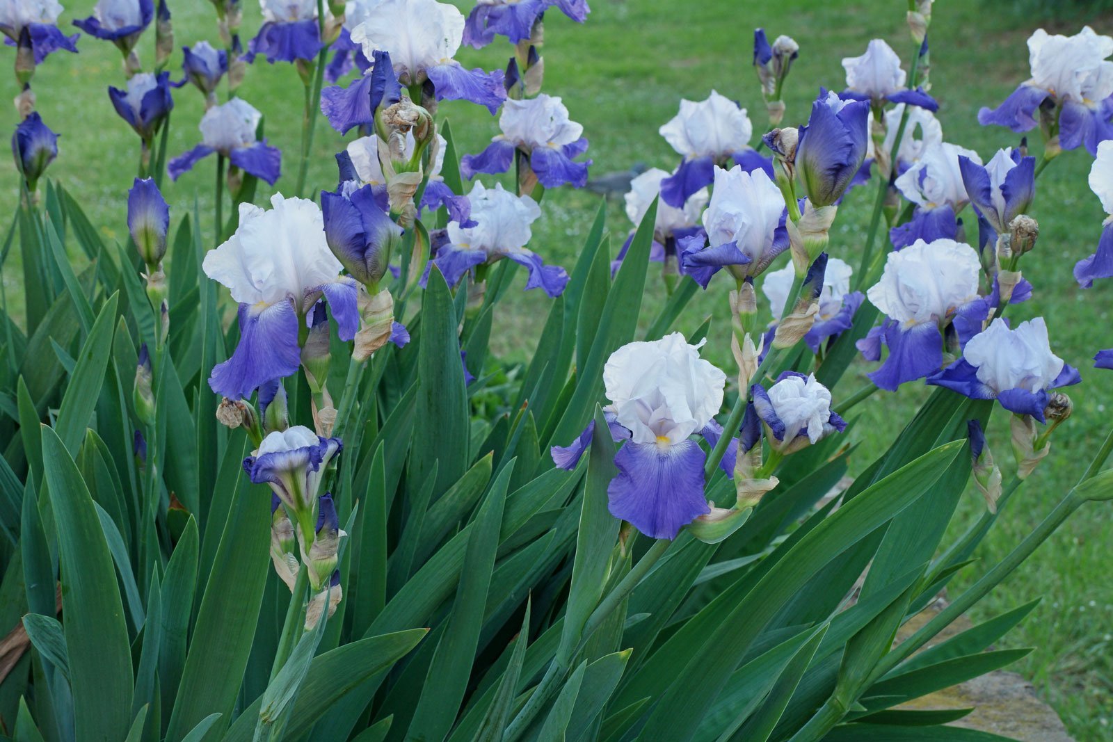 Kerti nőszirom (Iris barbata) a kertben