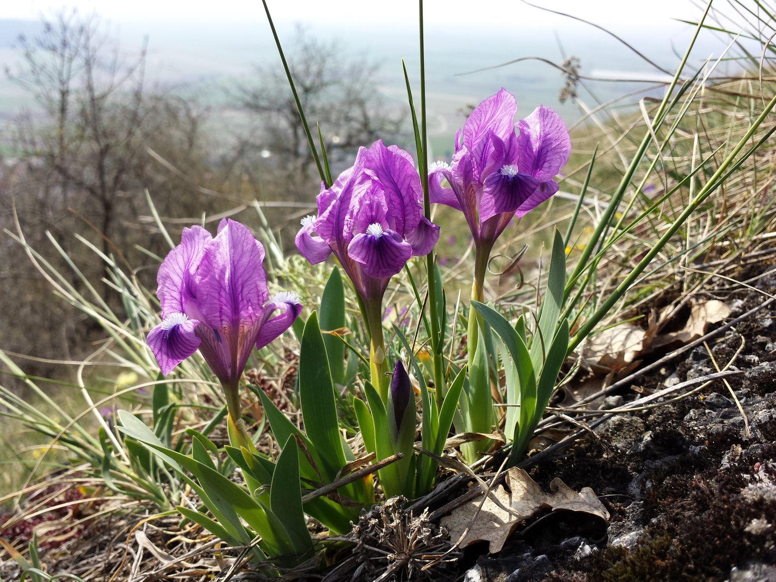 Apró nőszirom (Iris pumila) a kertben