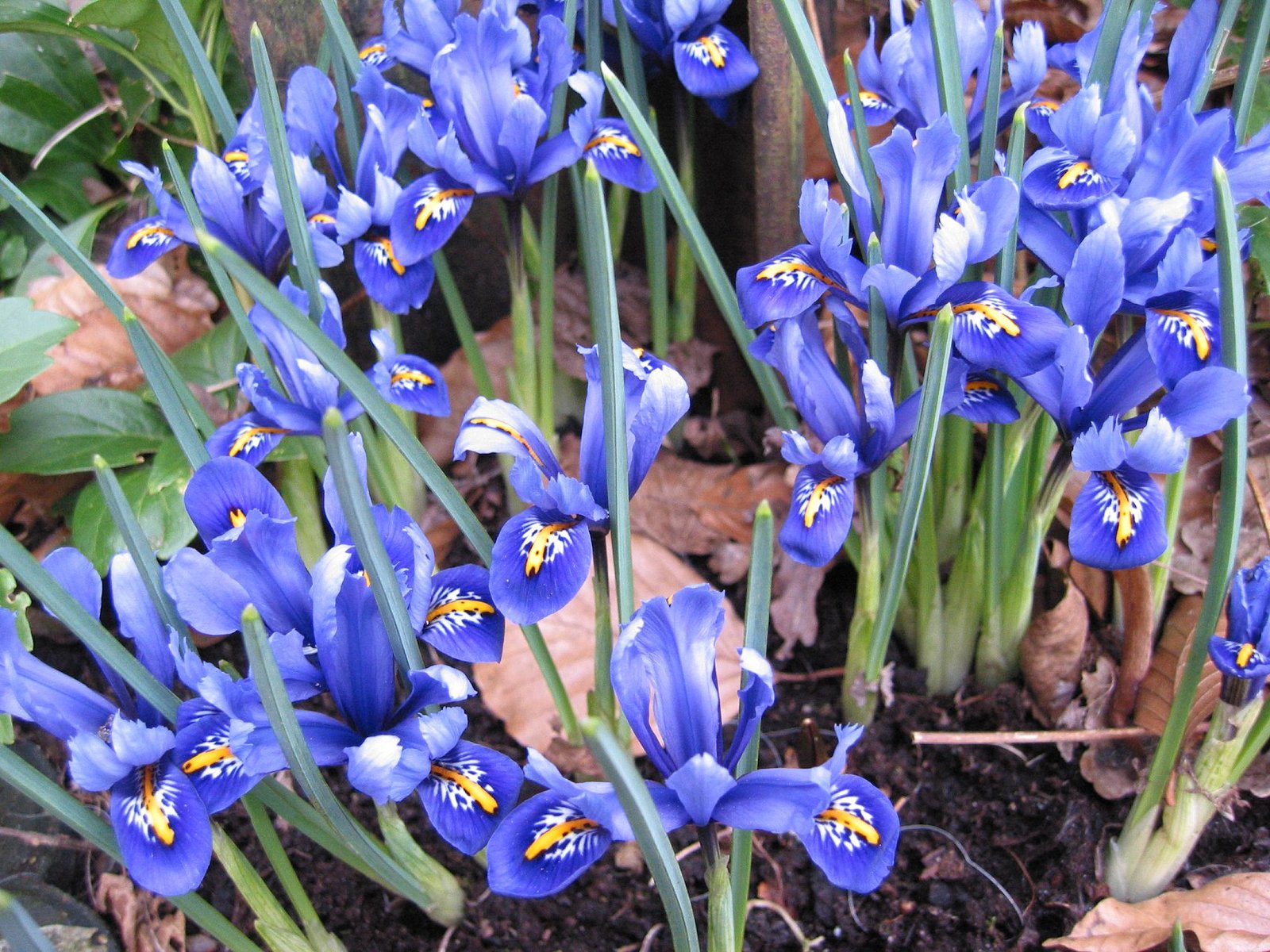 Recés nőszirom (Iris reticulata) a kertben
