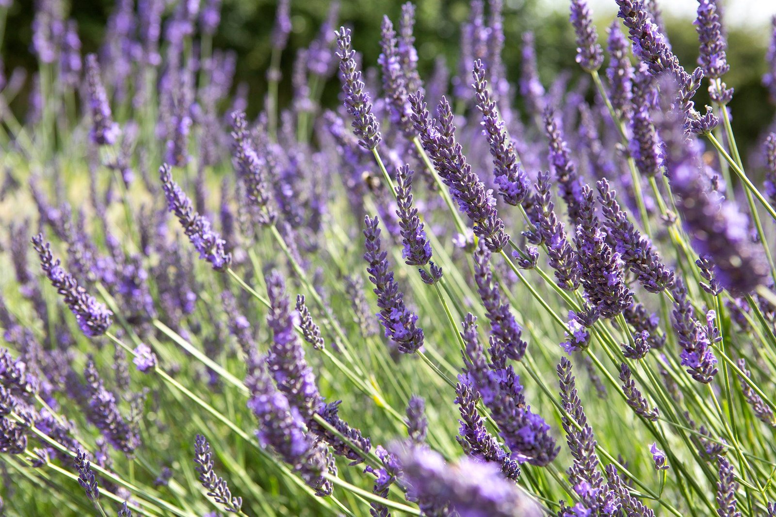 Közönséges levendula (Lavandula angustifolia) a kertben