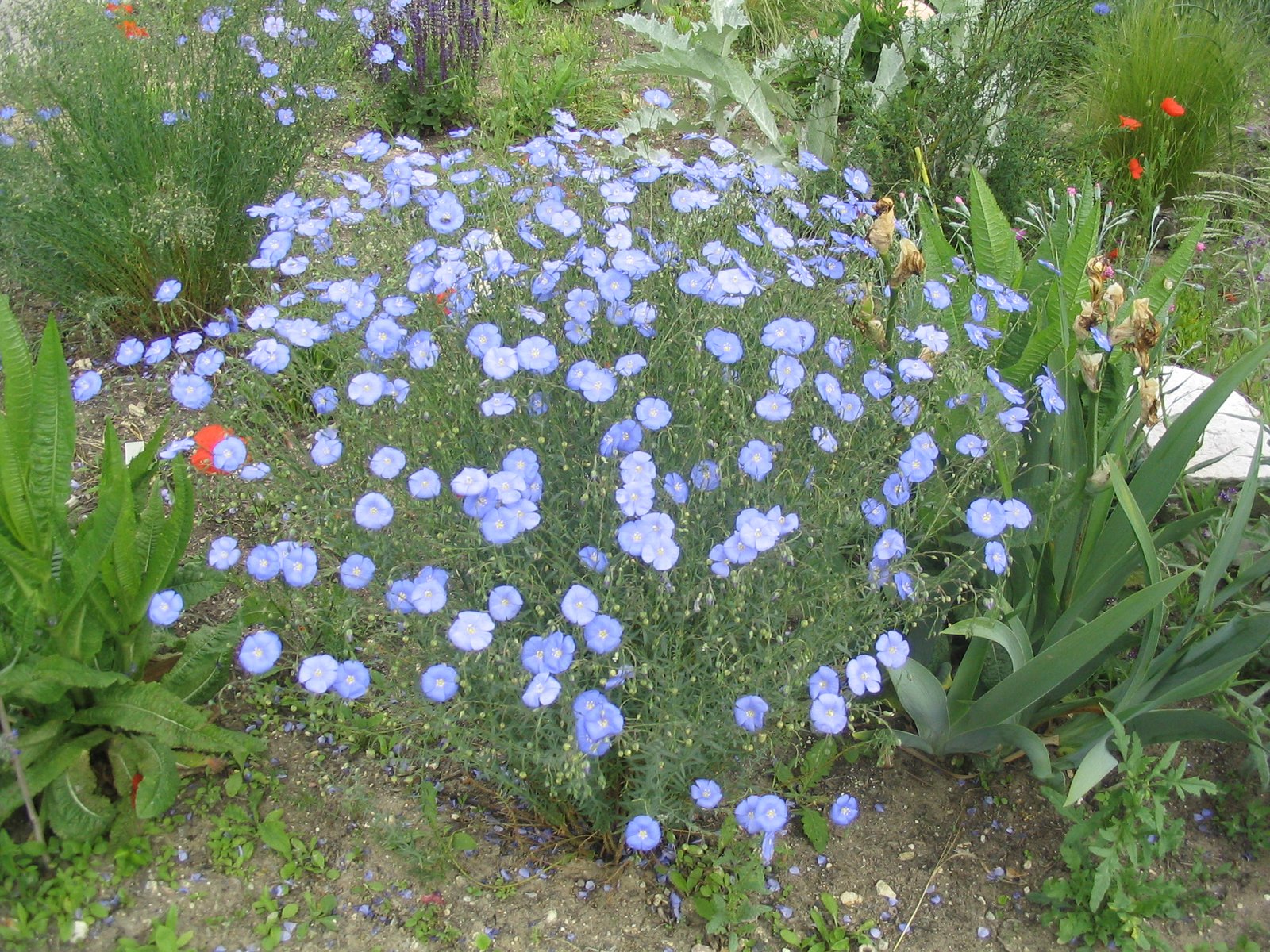 Évelő len (Linum perenne) a kertben