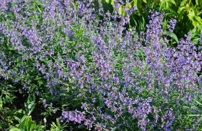 Macskamenta (Nepeta × faassenii) a kertben