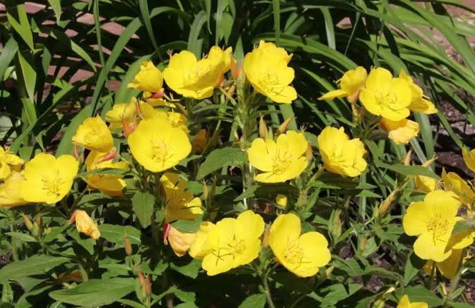 Ligetszépe (Oenothera fruticosa) a kertben