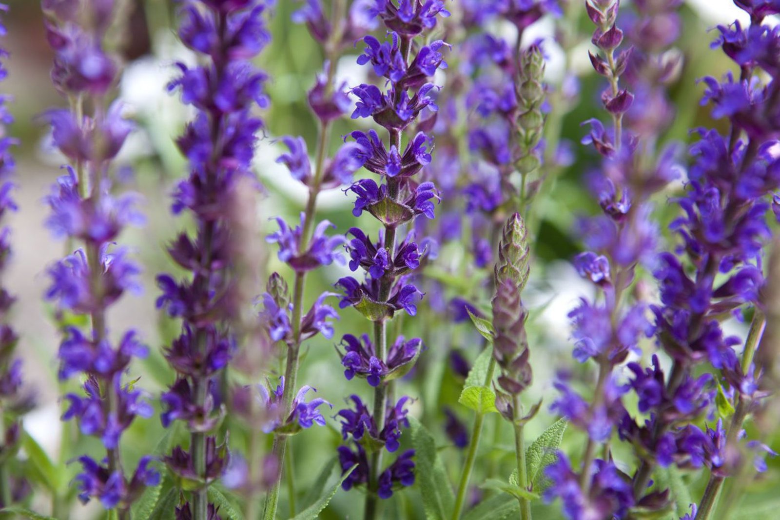 Ligeti zsálya (Salvia nemorosa 'Ostfriesland') a kertben