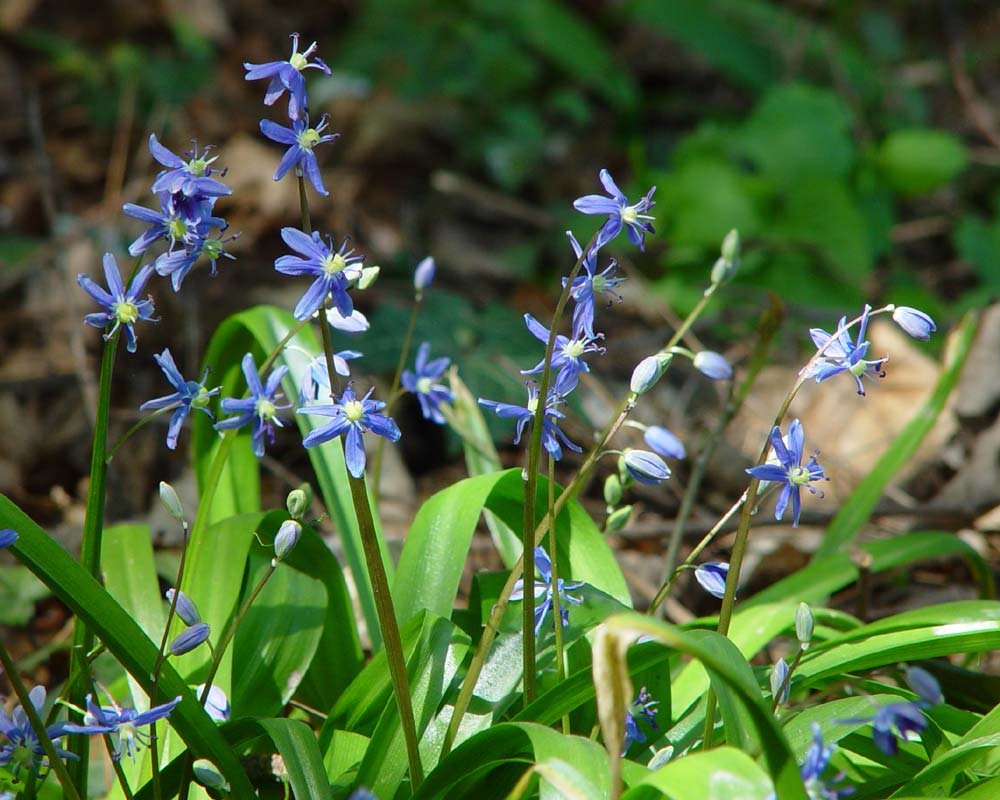 Bókoló csillagvirág (Scilla siberica) a kertben