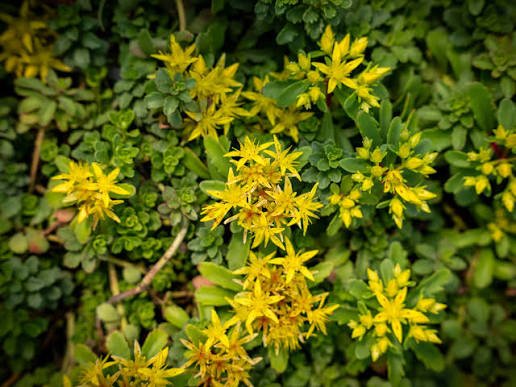 Aranyvarjúháj (Sedum floriferum 'Weihenstephaner Gold') a kertben
