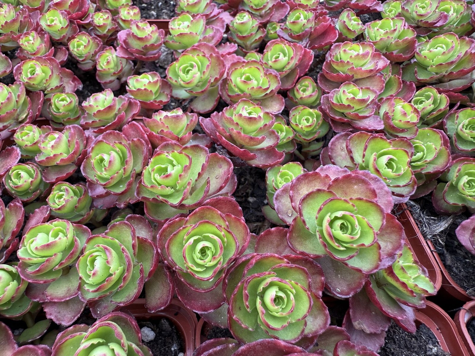 Kaukázusi varjúháj (Sedum spurium) a kertben
