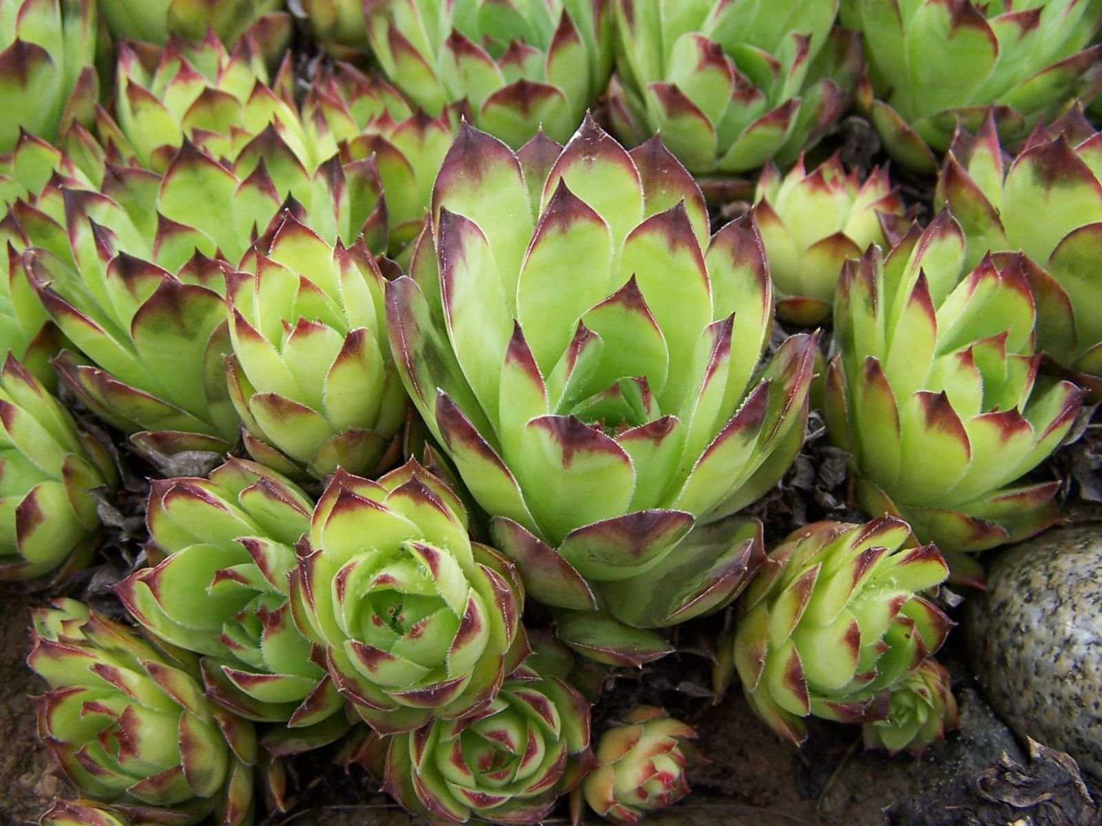 Kövirózsa (Sempervivum sp.) a kertben