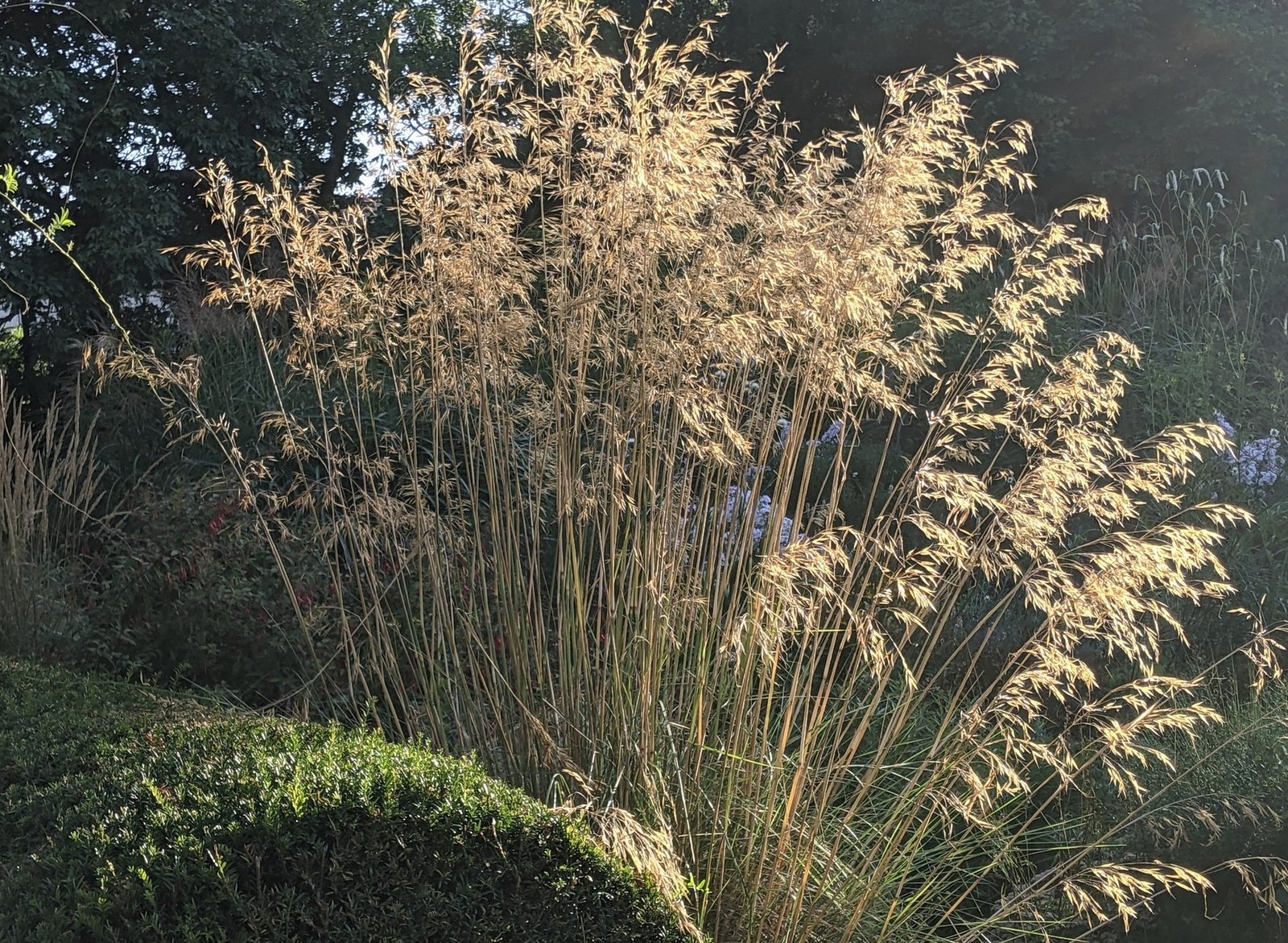 Óriás árvalányhaj (Stipa gigantea) a kertben