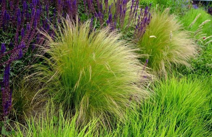 Angyalhaj árvalányhaj (Stipa tenuissima) a kertben