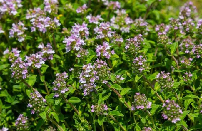 Keskenylevelű kakukkfű (Thymus serpyllum) a kertben