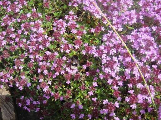 Kakukkfű (Thymus sp.) a kertben