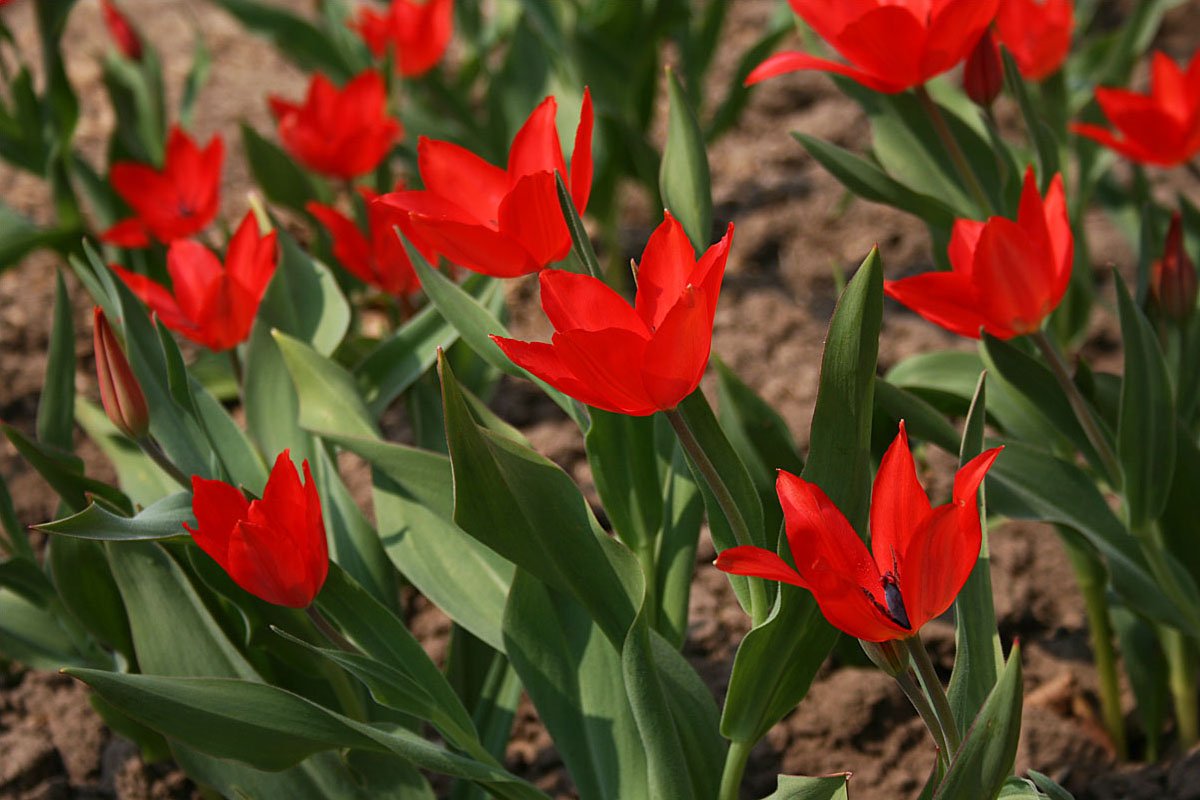 Ágas tulipán (Tulipa praestans 'Zwanenburg') a kertben