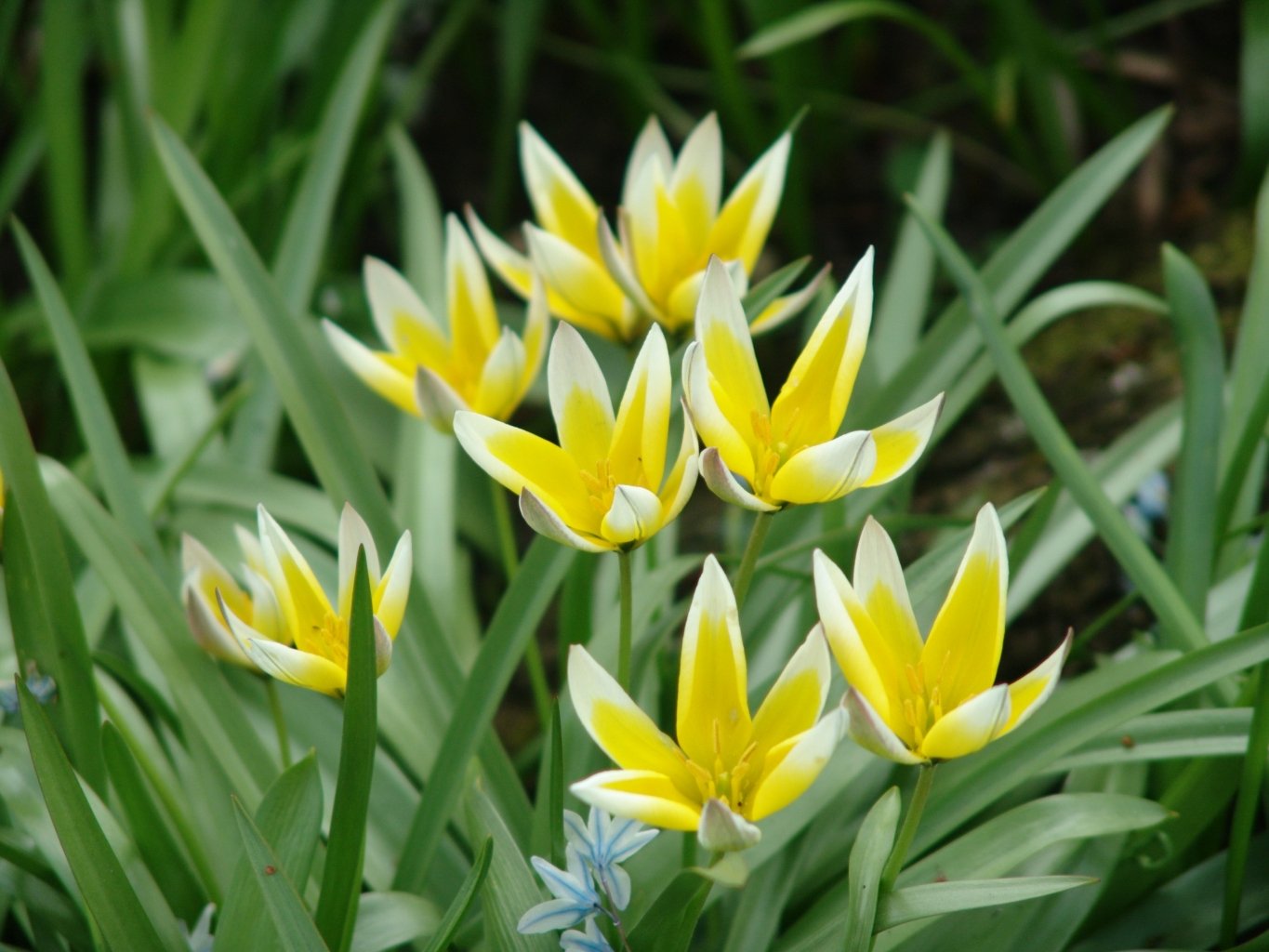 Törpe csillagtulipán (Tulipa tarda) a kertben