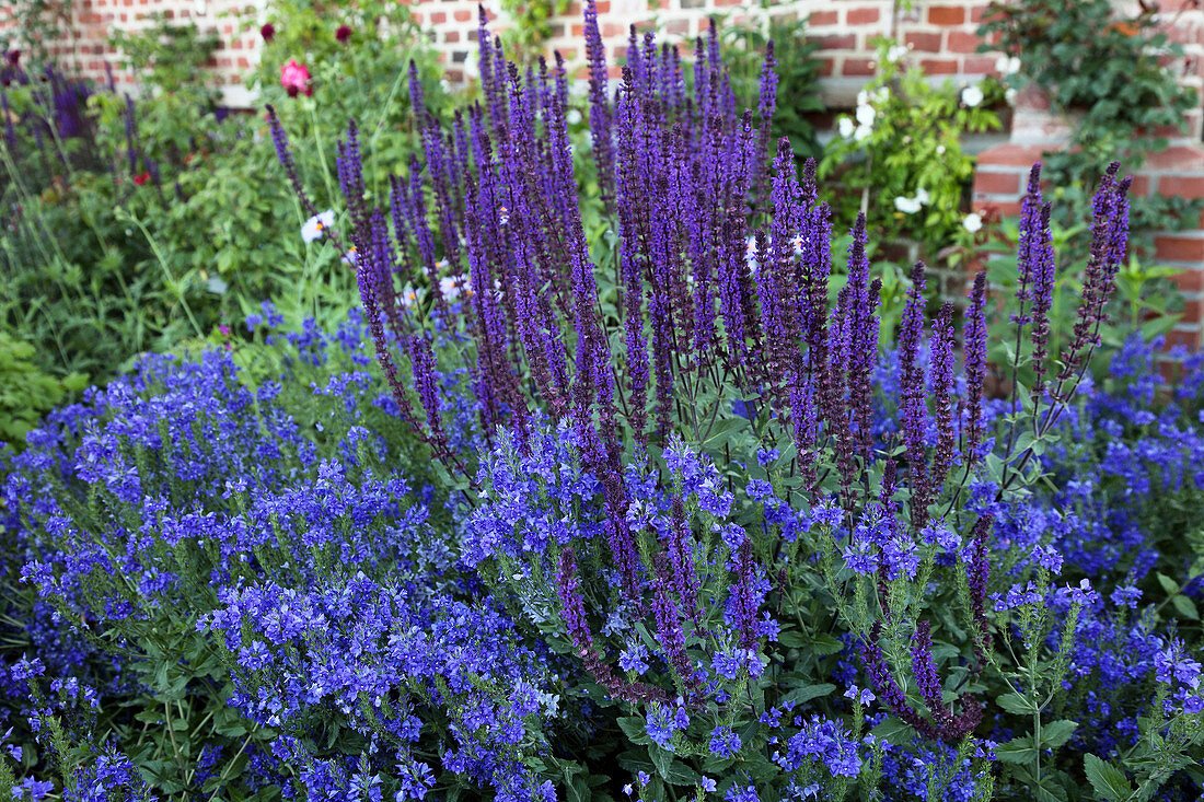 Fogaslevelű veronika (Veronica austriaca 'Knallblau') a kertben
