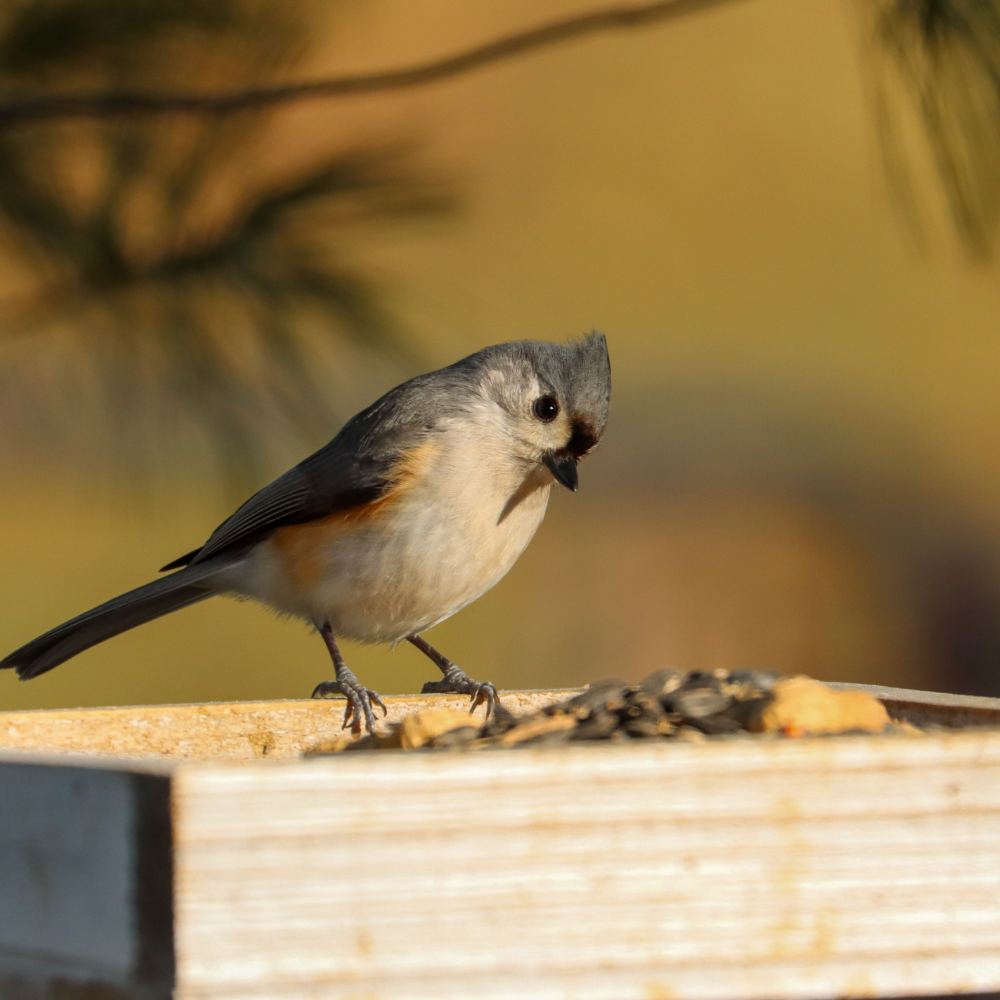 Téli madáretetés: Hogyan segíthetünk a kert madarainak a hideg hónapokban?